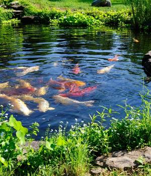 Aquaculture