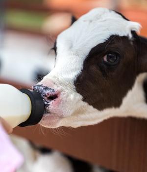 Cow Care & Management